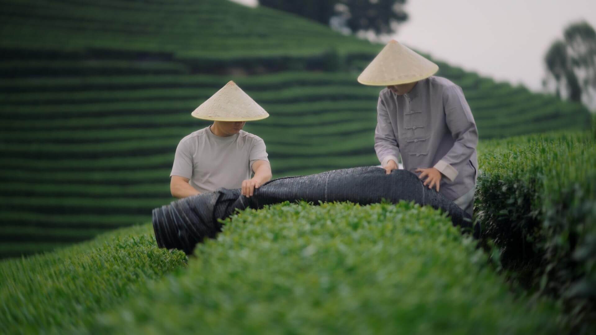 Black netting shading tea bushes