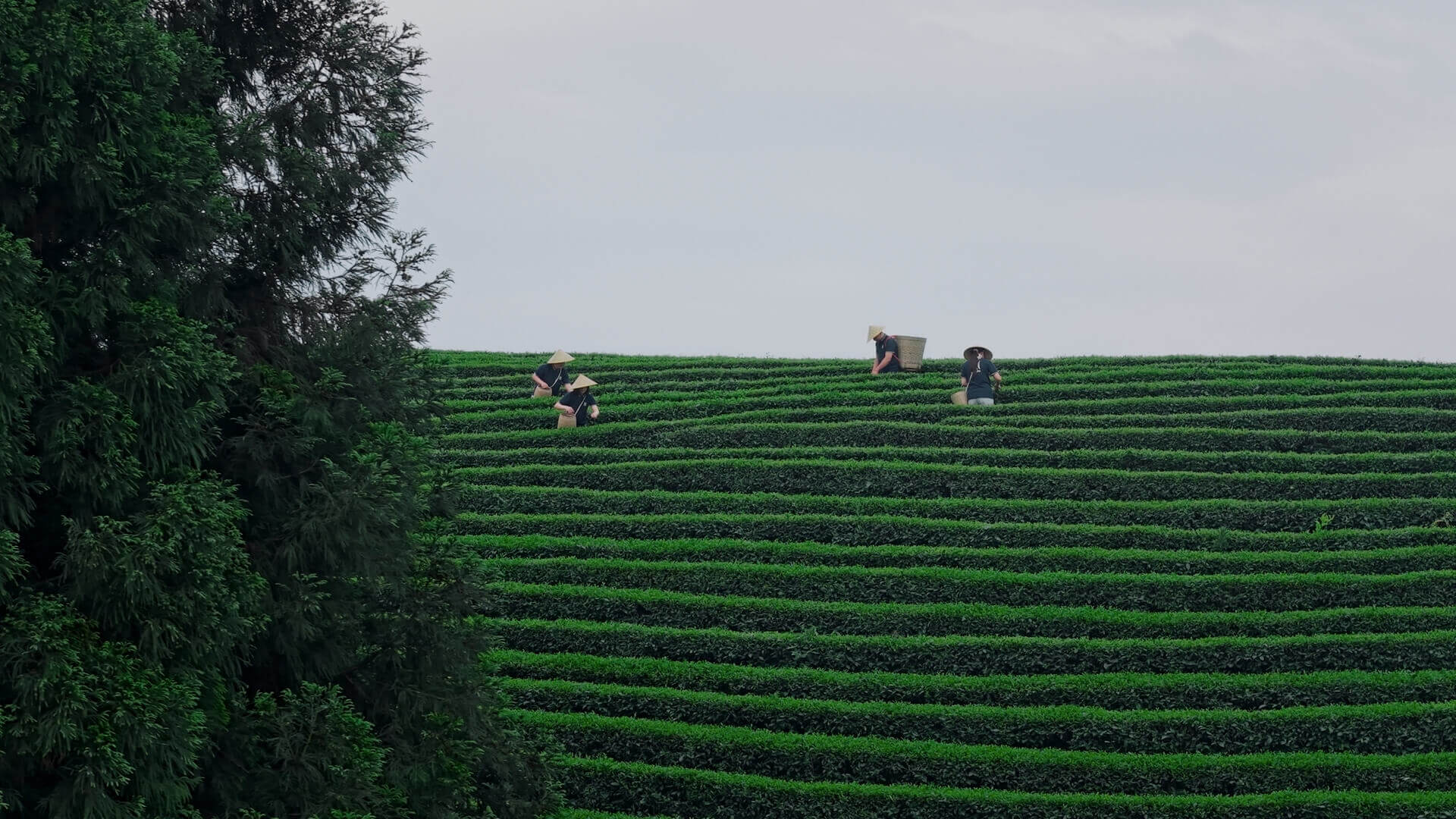 Hand picking fresh tencha tea leaves