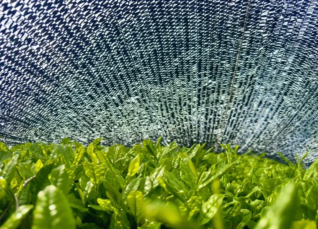 Orisen Shade-Grown Organic Tea Garden
