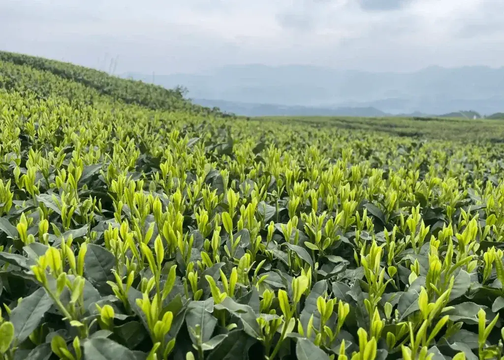 Matcha Cultivars Guide: How Saemidori, Okumidori, and Yabukita Define Flavor, Color, and B2B Sourcing